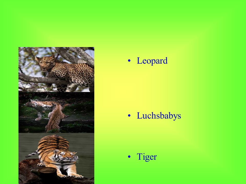 Leopard Luchsbabys Tiger