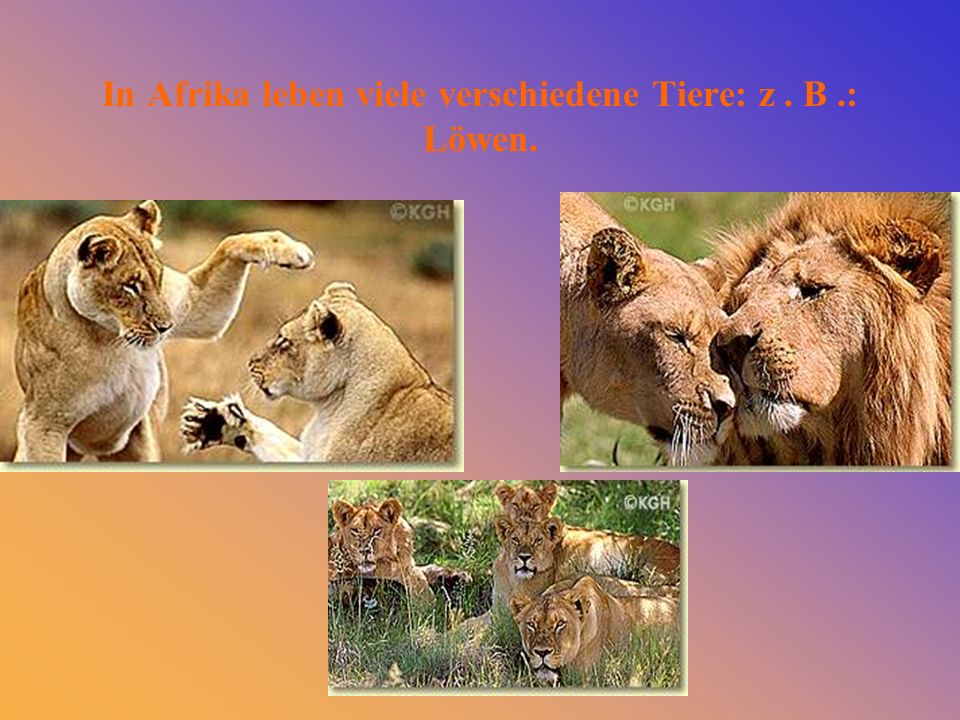 In Afrika leben viele verschiedene Tiere: z . B .: Löwen.