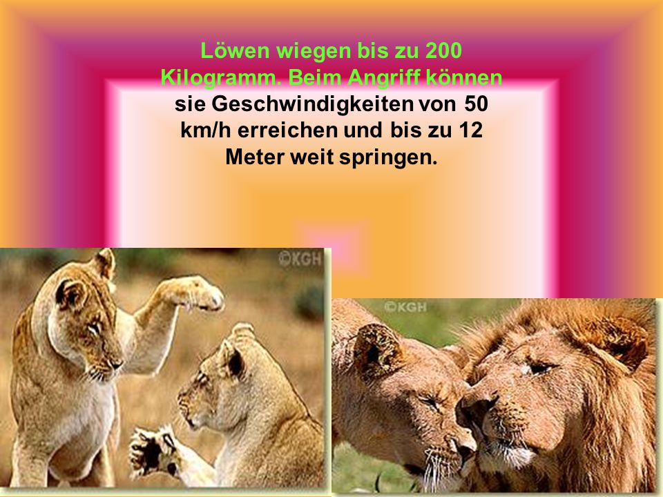 Löwen wiegen bis zu 200 Kilogramm