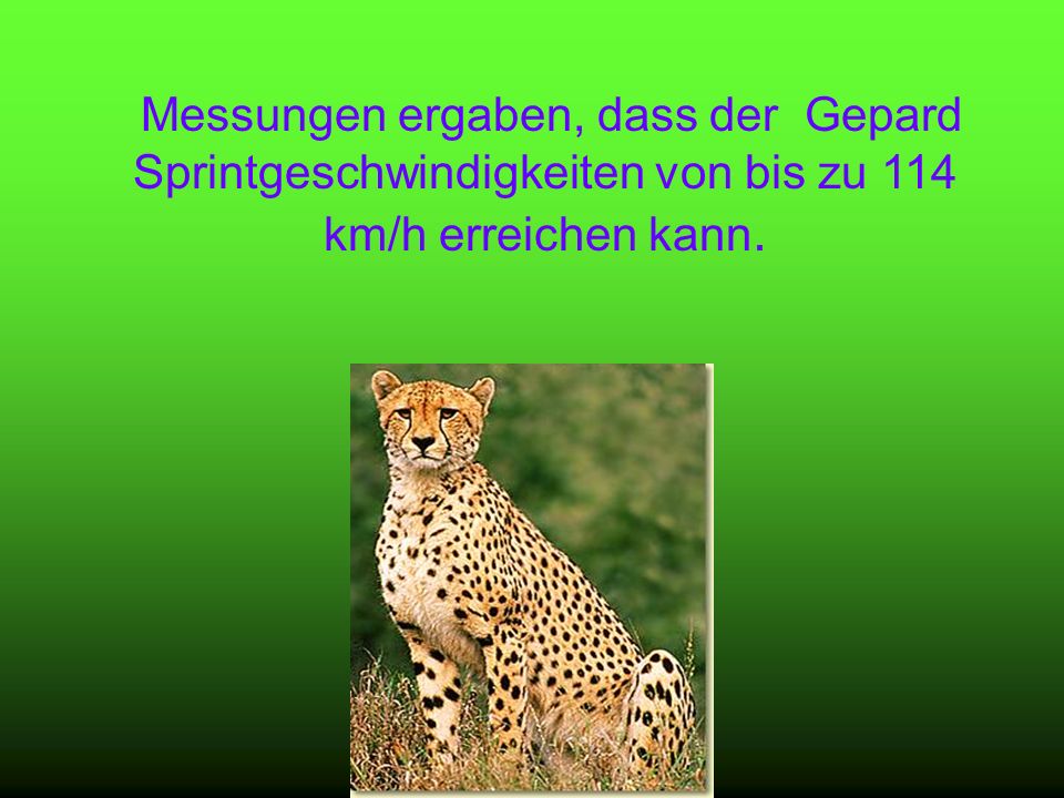 Messungen ergaben, dass der Gepard Sprintgeschwindigkeiten von bis zu 114 km/h erreichen kann.