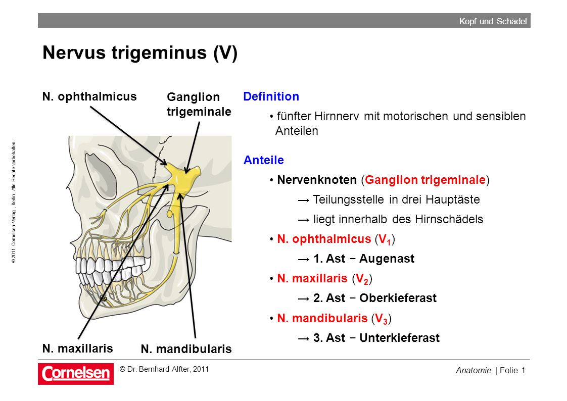 Nervus trigeminus (V) N. ophthalmicus Ganglion trigeminale Definition