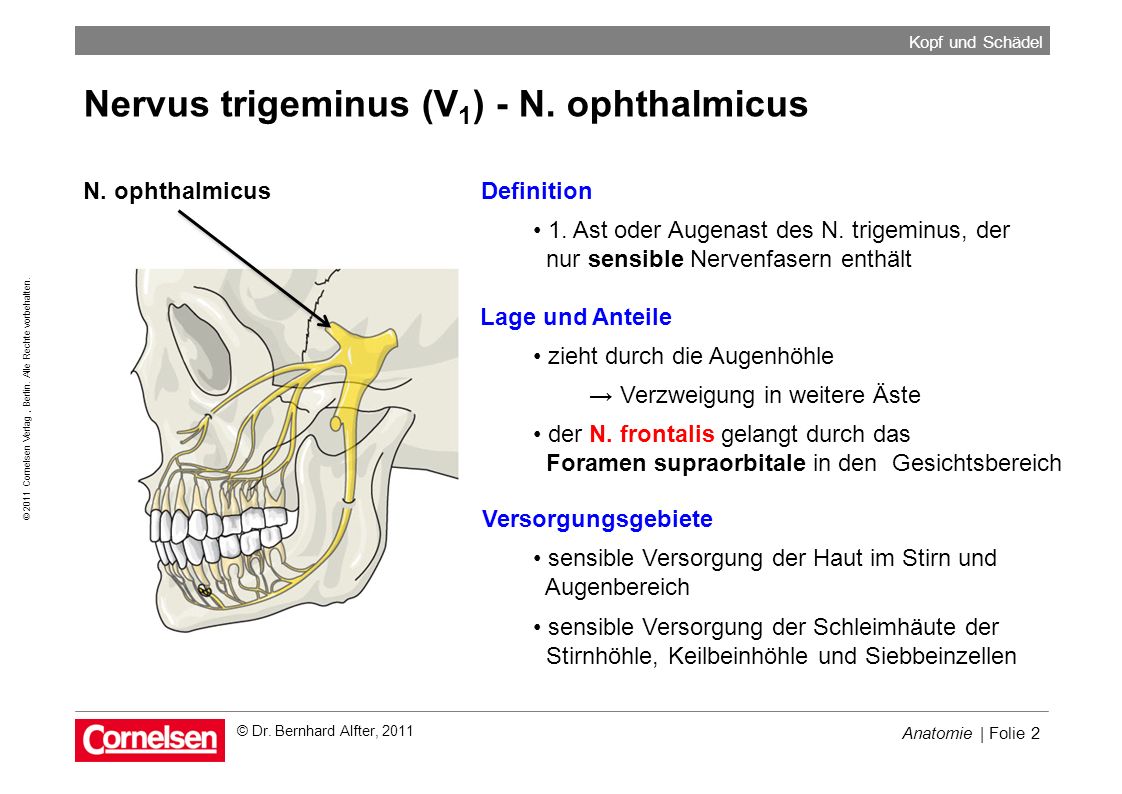 Nervus trigeminus (V1) - N. ophthalmicus