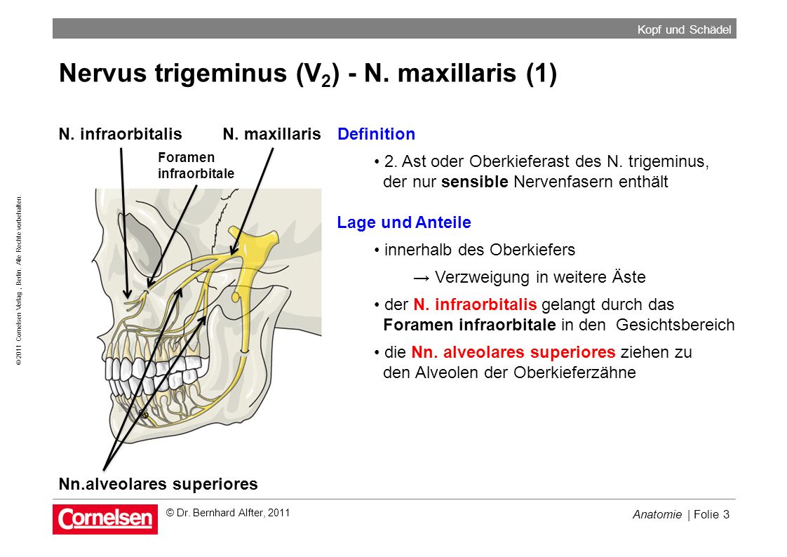 Nervus trigeminus (V2) - N. maxillaris (1)