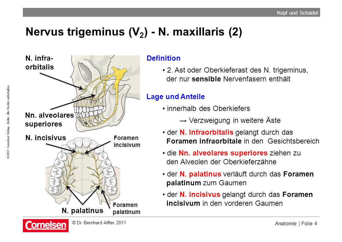 Nervus trigeminus (V2) - N. maxillaris (2)