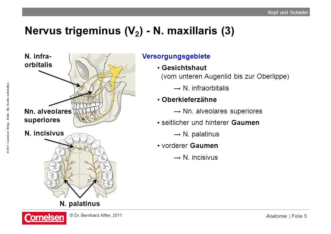 Nervus trigeminus (V2) - N. maxillaris (3)
