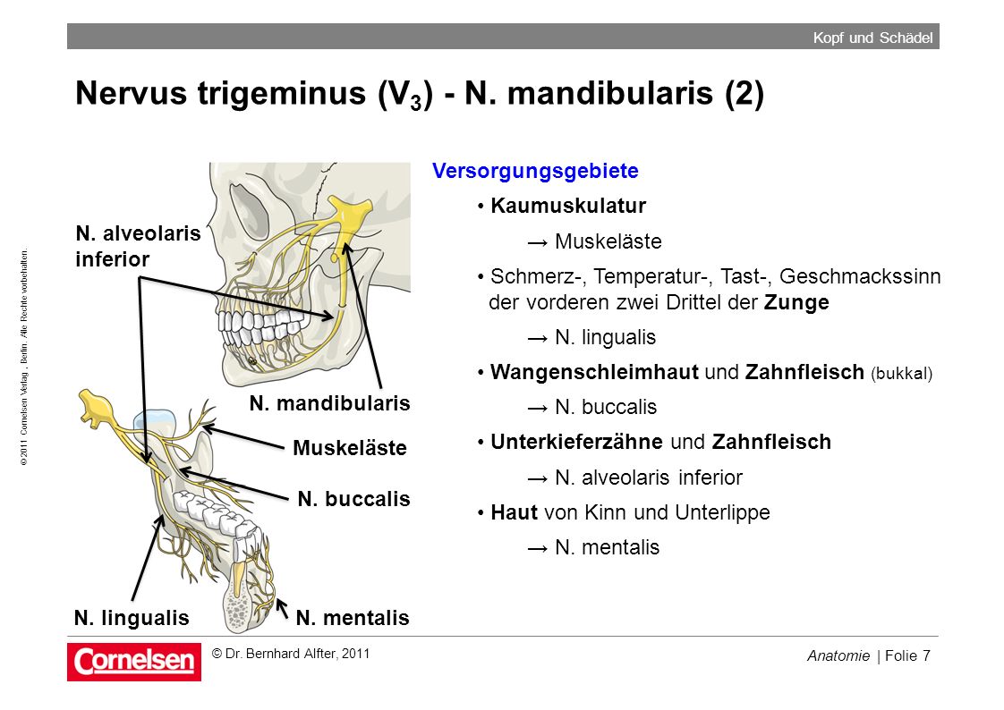 Nervus trigeminus (V3) - N. mandibularis (2)