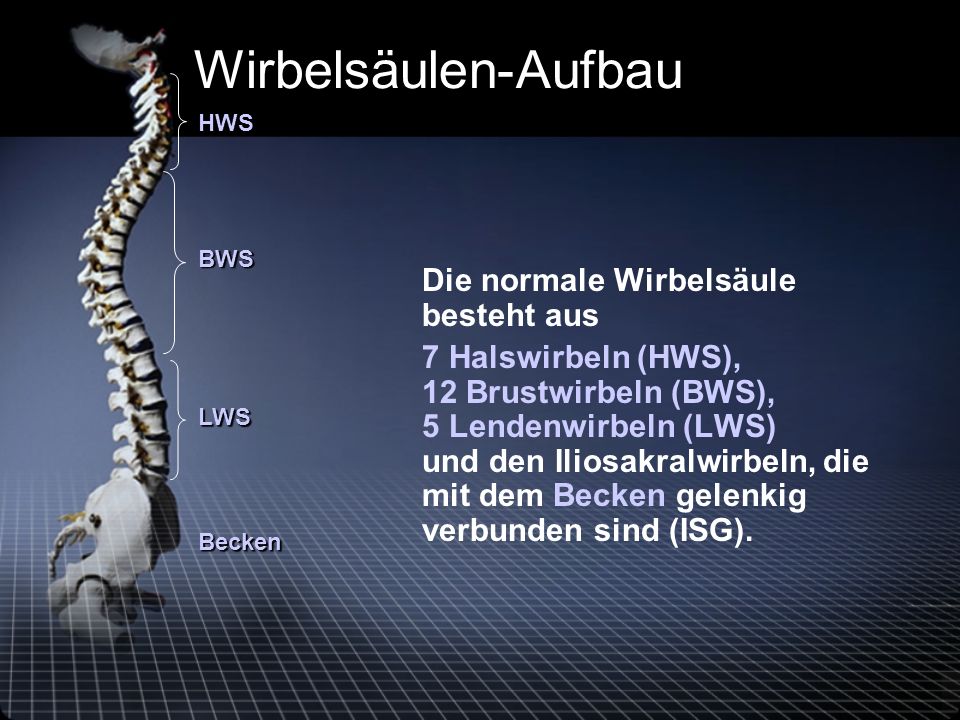 Wirbelsäulen-Aufbau HWS.