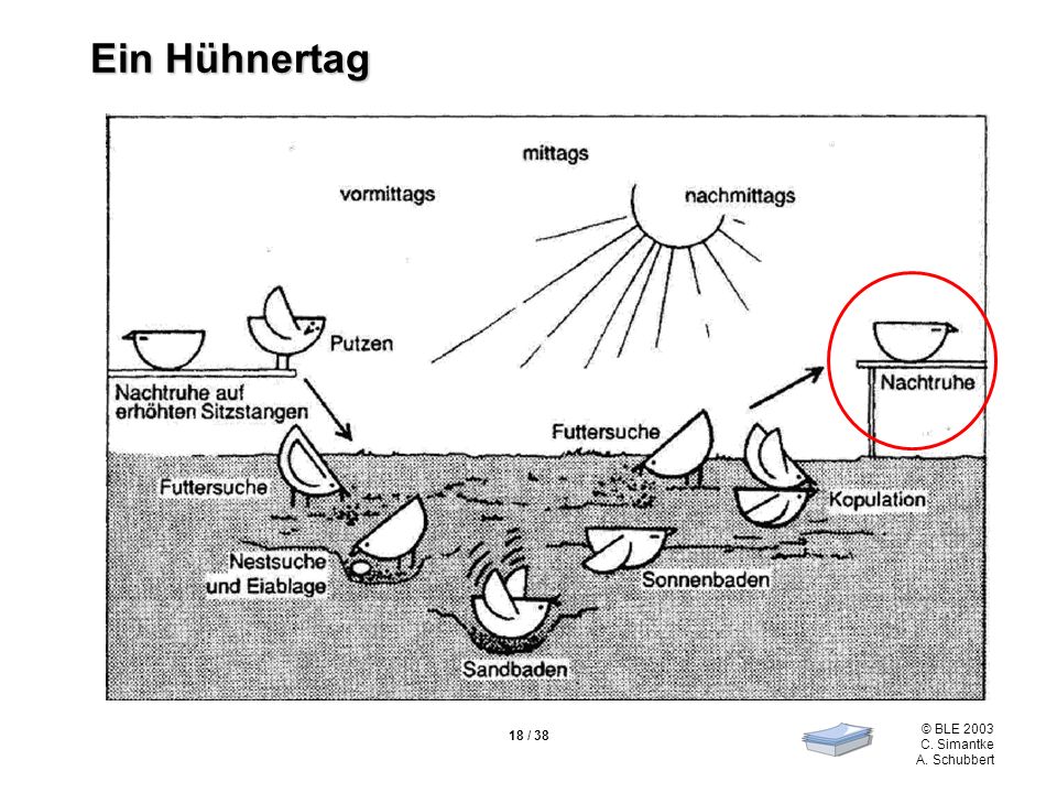 Ein Hühnertag 18 / 38