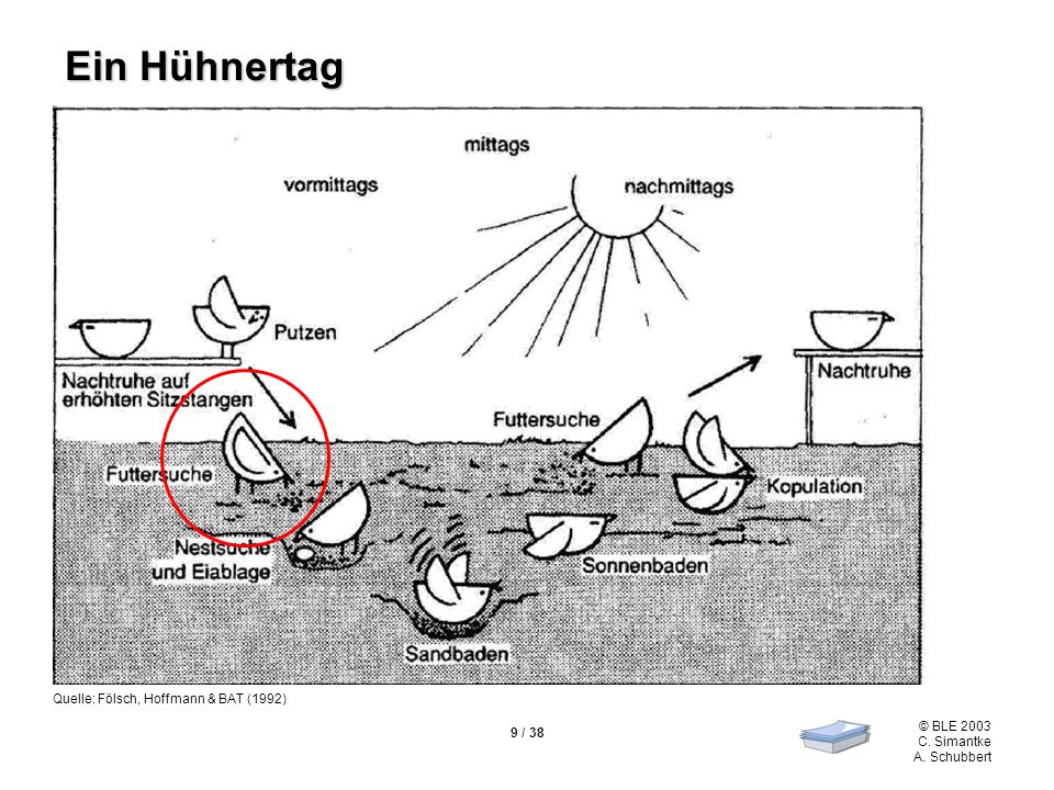 Ein Hühnertag Die typischen Verhaltensweisen von Hühnern im Verlaufe eines Tages zeigt exemplarisch nebenstehende Abbildung: