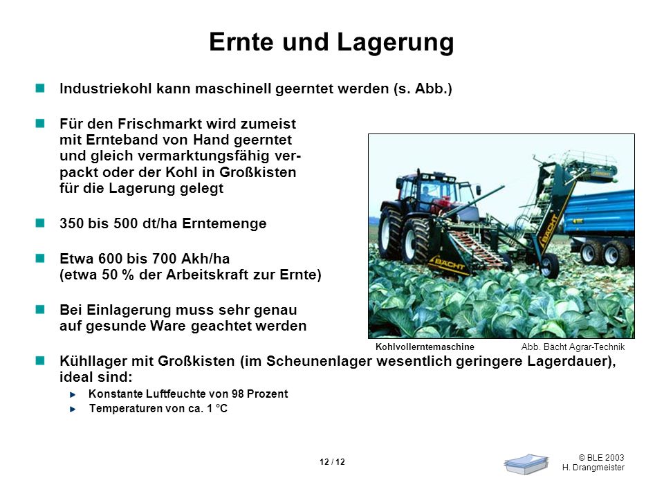 Ernte und Lagerung Industriekohl kann maschinell geerntet werden (s. Abb.)