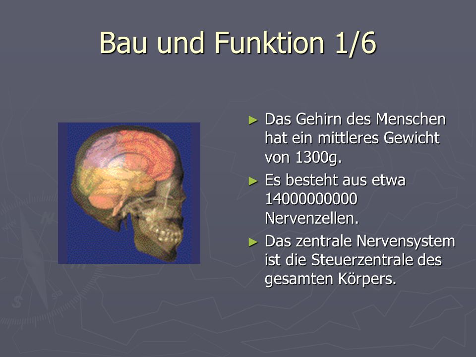 Bau und Funktion 1/6 Das Gehirn des Menschen hat ein mittleres Gewicht von 1300g. Es besteht aus etwa Nervenzellen.