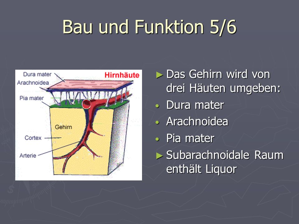 Bau und Funktion 5/6 Das Gehirn wird von drei Häuten umgeben: