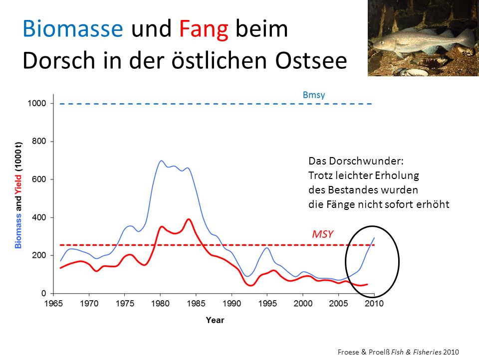 Biomasse und Fang beim Dorsch in der östlichen Ostsee