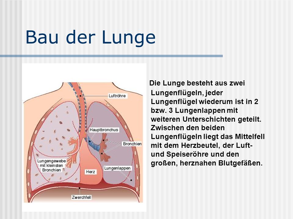 Bau der Lunge