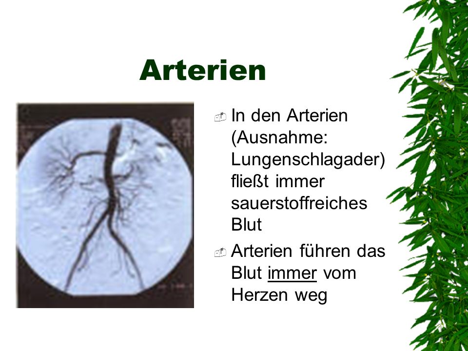 Arterien In den Arterien (Ausnahme: Lungenschlagader) fließt immer sauerstoffreiches Blut.