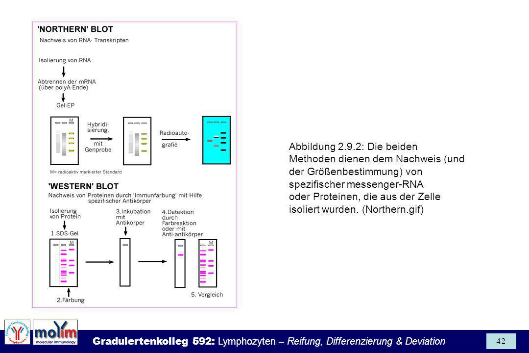 Abbildung 2.9.2: Die beiden Methoden dienen dem Nachweis (und der Größenbestimmung) von spezifischer messenger-RNA