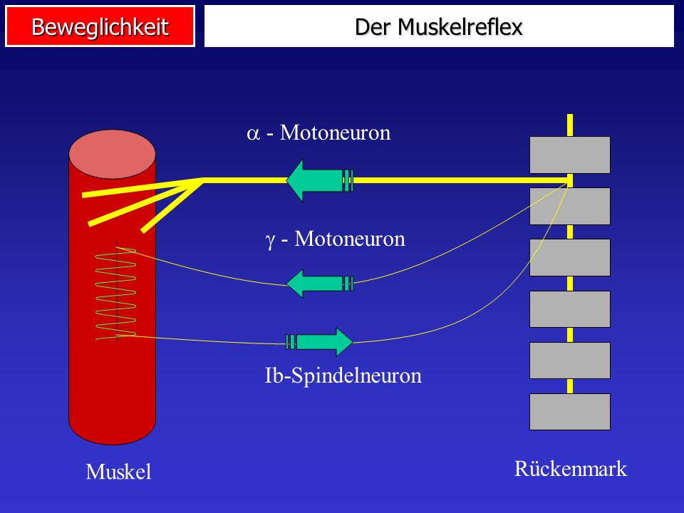 Der Muskelreflex  - Motoneuron Rückenmark Muskel  - Motoneuron Ib-Spindelneuron