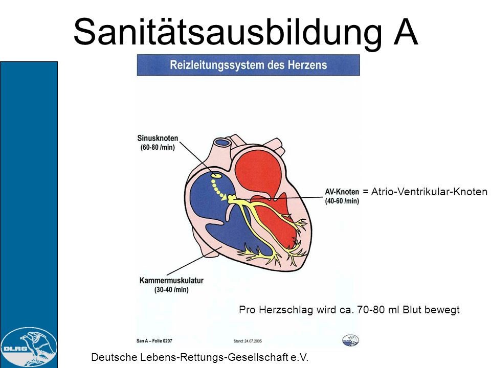 Sanitätsausbildung A = Atrio-Ventrikular-Knoten