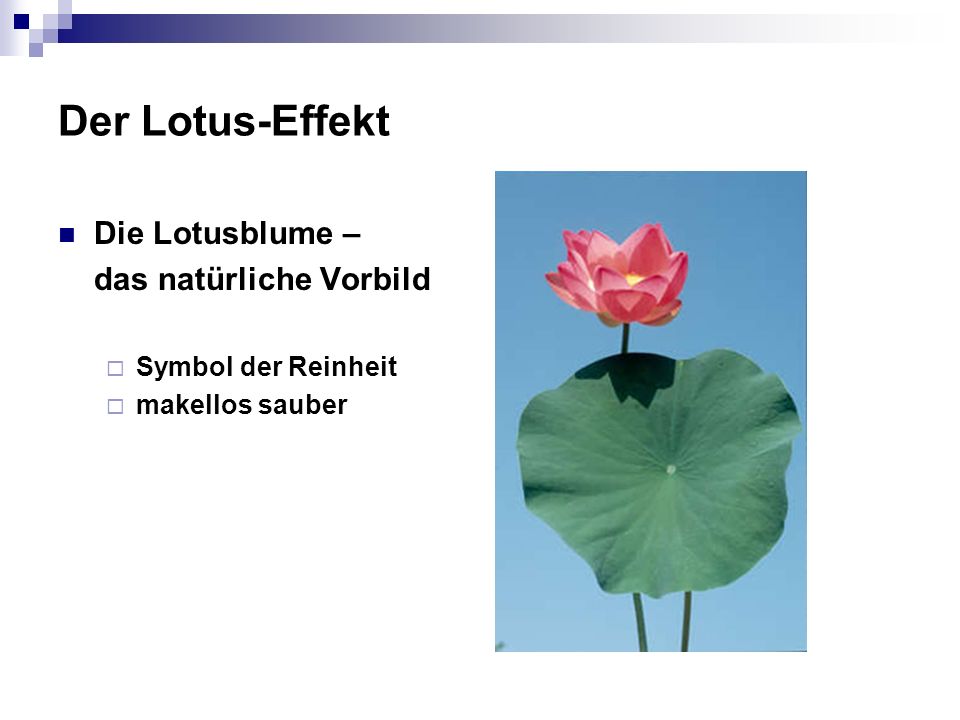 Der Lotus-Effekt Die Lotusblume – das natürliche Vorbild