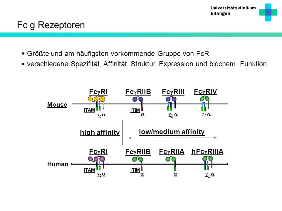 Fc g Rezeptoren Größte und am häufigsten vorkommende Gruppe von FcR