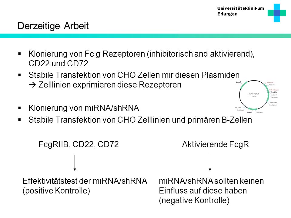 Derzeitige Arbeit Klonierung von Fc g Rezeptoren (inhibitorisch and aktivierend), CD22 und CD72.