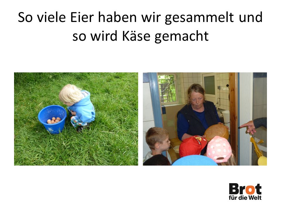So viele Eier haben wir gesammelt und so wird Käse gemacht