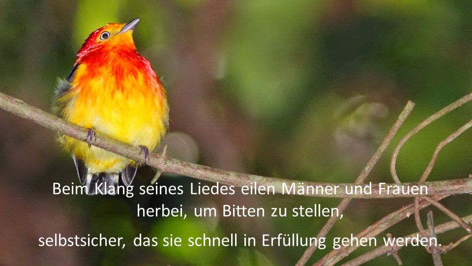 Beim Klang seines Liedes eilen Männer und Frauen herbei, um Bitten zu stellen, selbstsicher, das sie schnell in Erfüllung gehen werden.