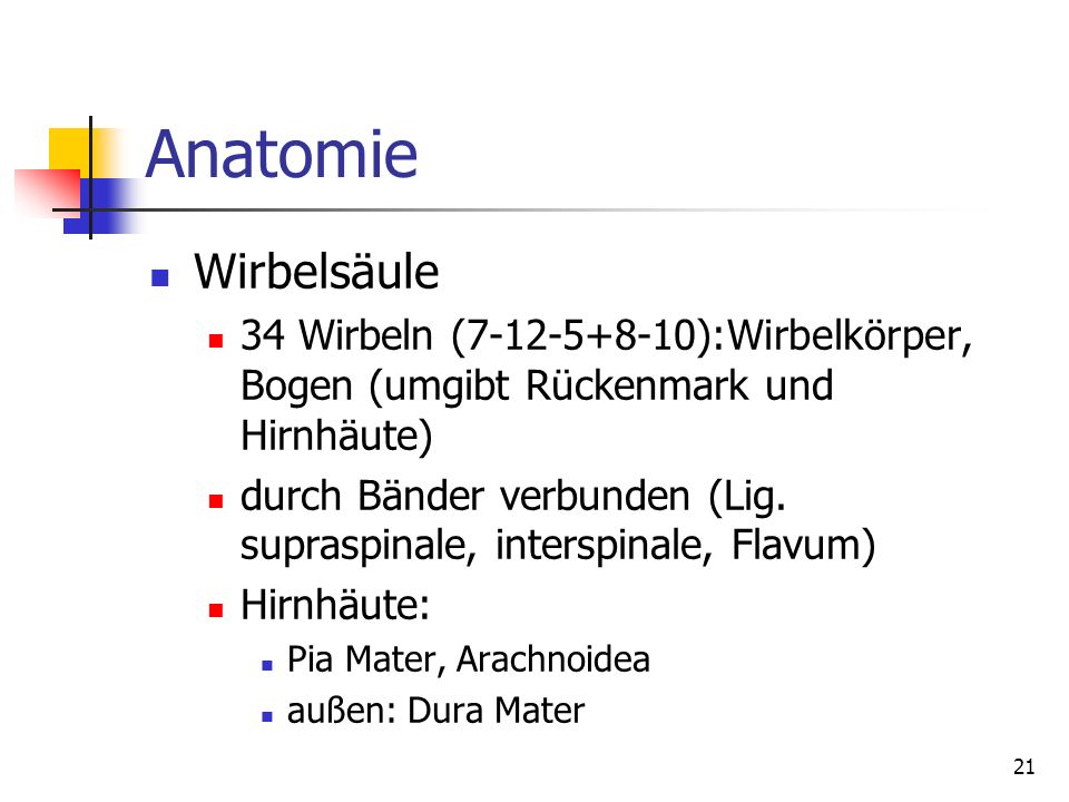 Anatomie Wirbelsäule. 34 Wirbeln ( ):Wirbelkörper, Bogen (umgibt Rückenmark und Hirnhäute)