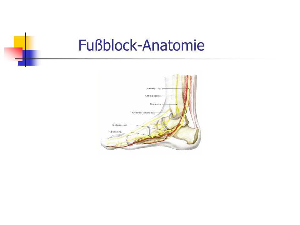 Fußblock-Anatomie