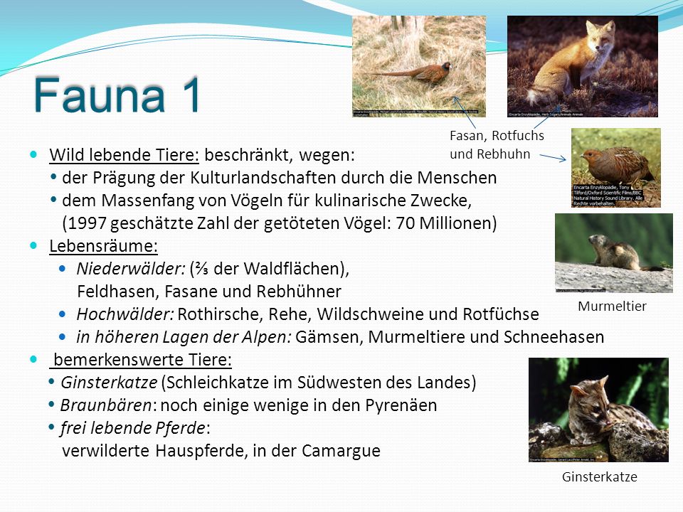 Fauna 1 Wild lebende Tiere: beschränkt, wegen: