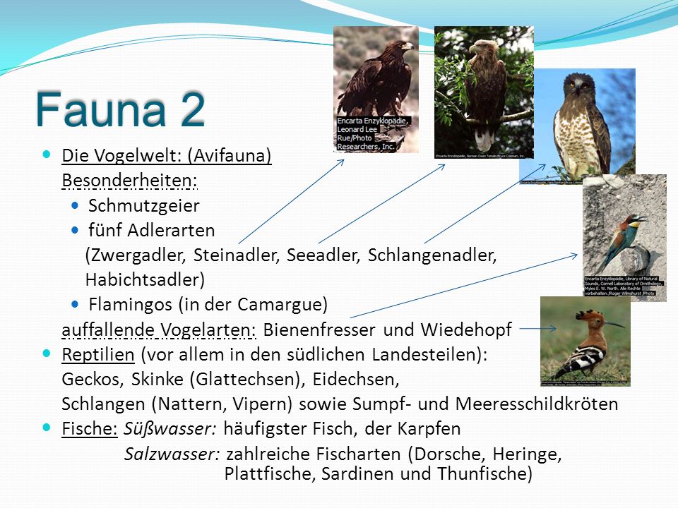 Fauna 2 Die Vogelwelt: (Avifauna) Besonderheiten: Schmutzgeier
