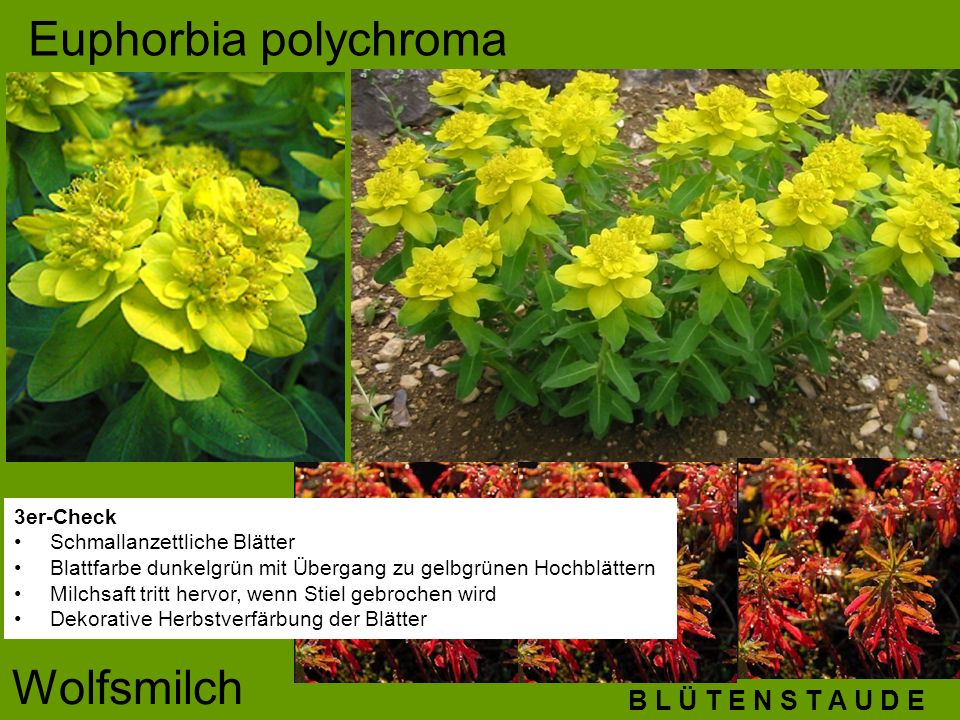 Euphorbia polychroma Wolfsmilch B L Ü T E N S T A U D E 3er-Check