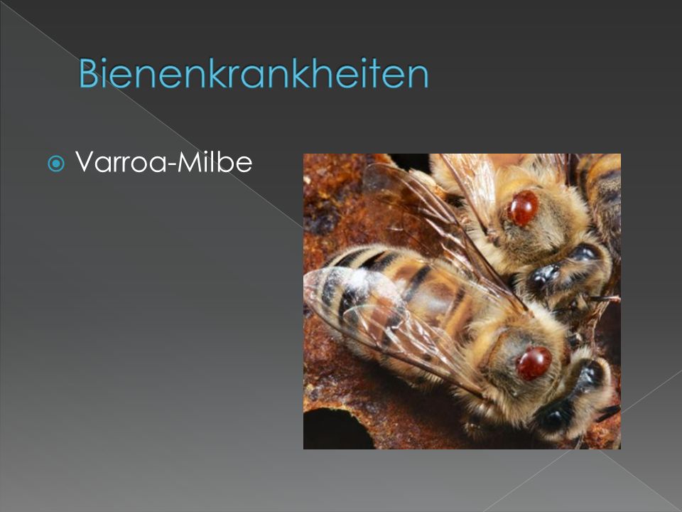 Bienenkrankheiten Varroa-Milbe