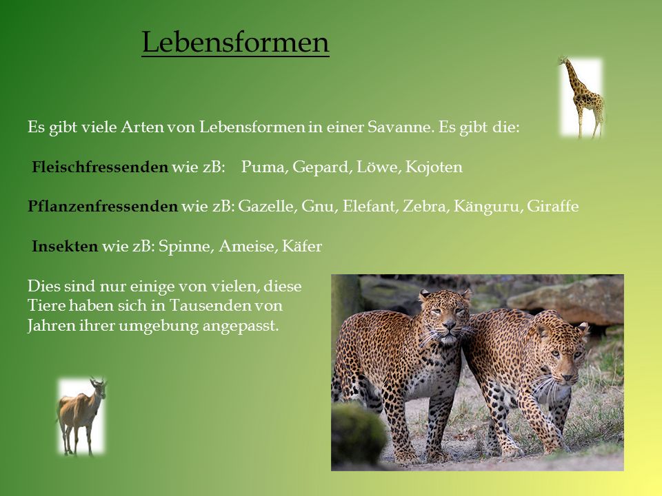 Lebensformen Es gibt viele Arten von Lebensformen in einer Savanne. Es gibt die: Fleischfressenden wie zB: Puma, Gepard, Löwe, Kojoten.