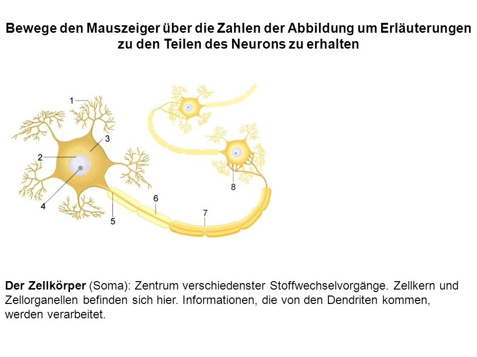Bewege den Mauszeiger über die Zahlen der Abbildung um Erläuterungen zu den Teilen des Neurons zu erhalten
