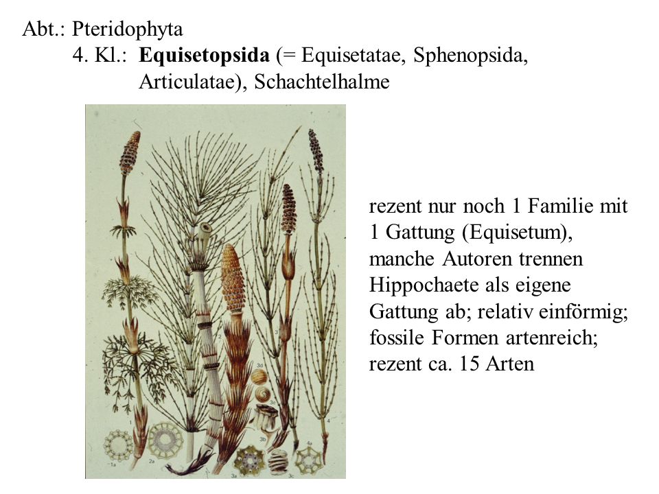 Abt.: Pteridophyta 4. Kl.: Equisetopsida (= Equisetatae, Sphenopsida, Articulatae), Schachtelhalme