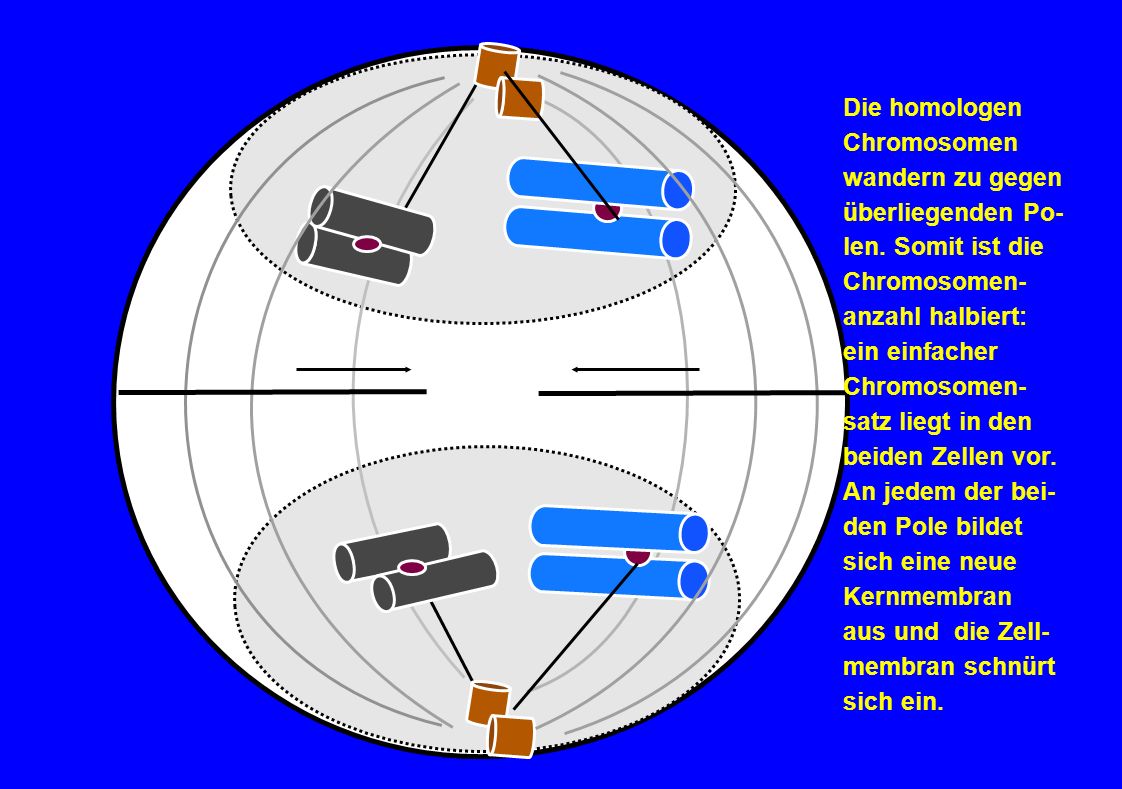 Die homologen Chromosomen. wandern zu gegen. überliegenden Po- len. Somit ist die. Chromosomen-