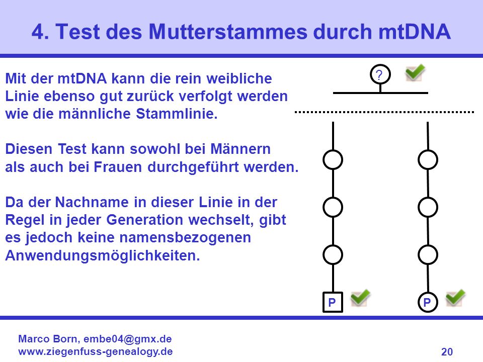 4. Test des Mutterstammes durch mtDNA