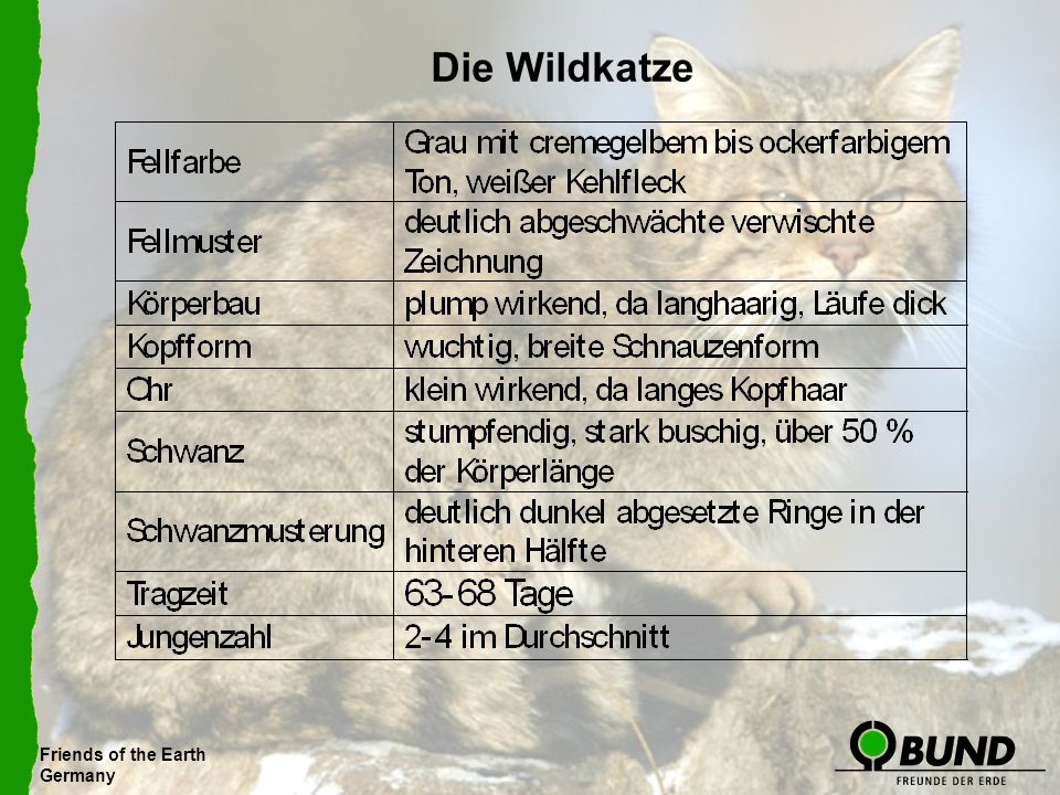 Die Wildkatze Friends of the Earth Germany