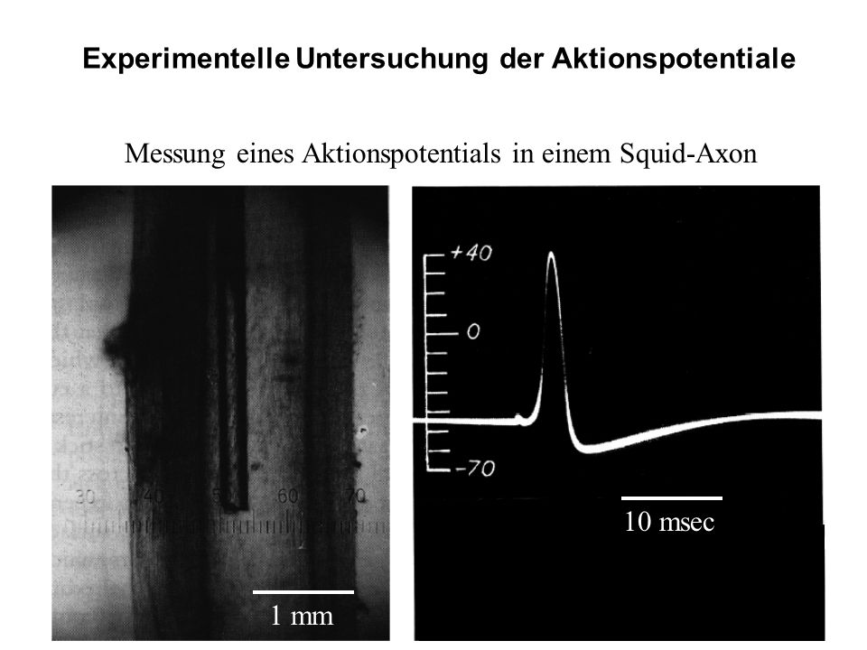 Experimentelle Untersuchung der Aktionspotentiale