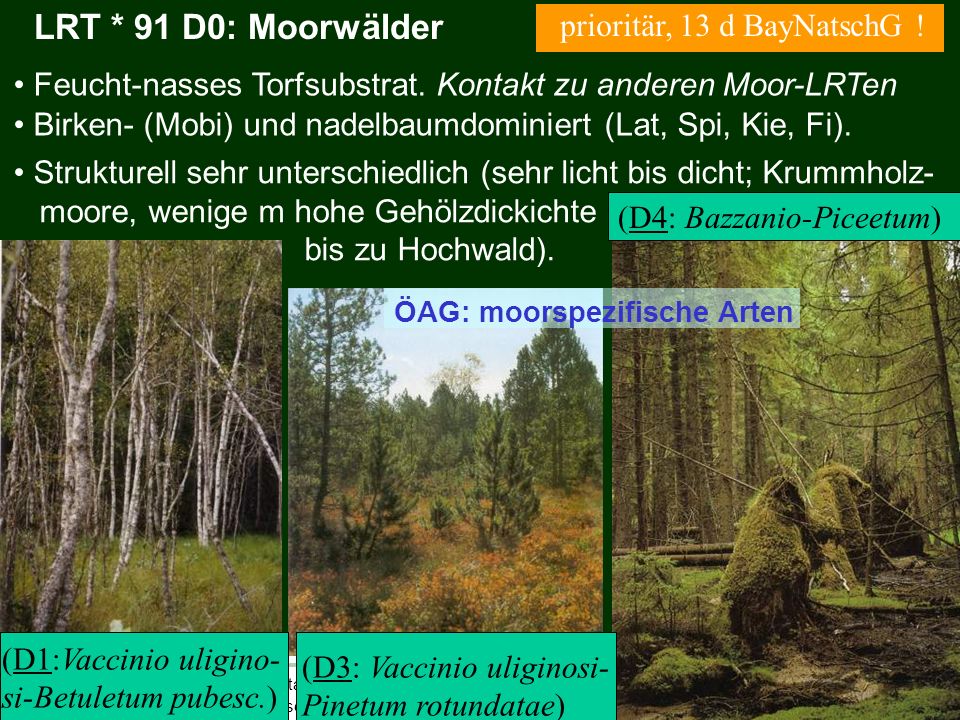 LRT * 91 D0: Moorwälder prioritär, 13 d BayNatschG !