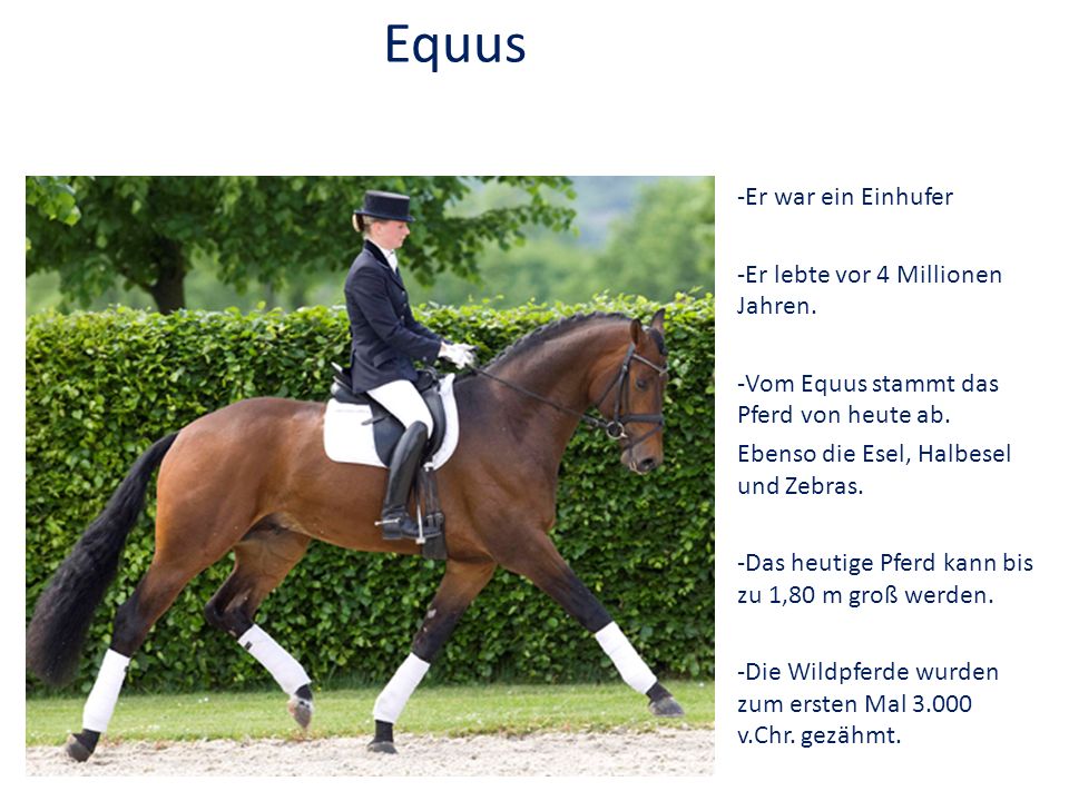 Equus -Er war ein Einhufer -Er lebte vor 4 Millionen Jahren.