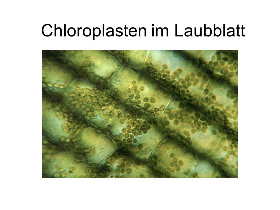 Chloroplasten im Laubblatt