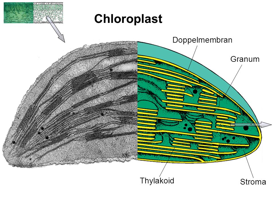 Chloroplast Doppelmembran Granum Thylakoid Stroma