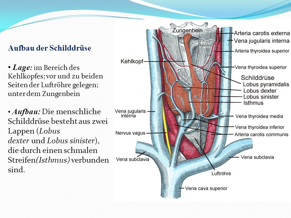 Aufbau der Schilddrüse