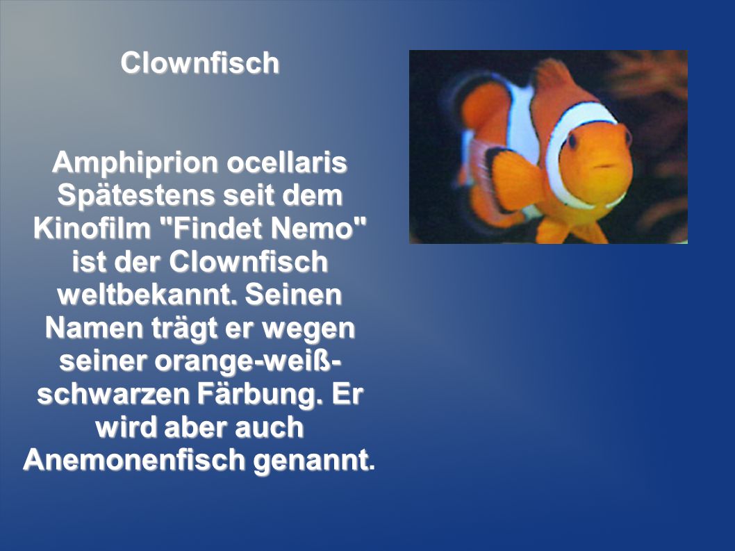 Clownfisch Amphiprion ocellaris.