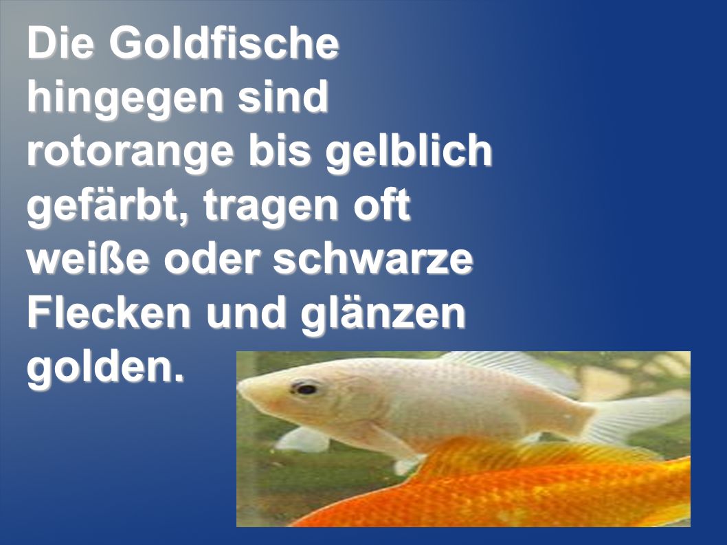 Die Goldfische hingegen sind rotorange bis gelblich gefärbt, tragen oft weiße oder schwarze Flecken und glänzen golden.