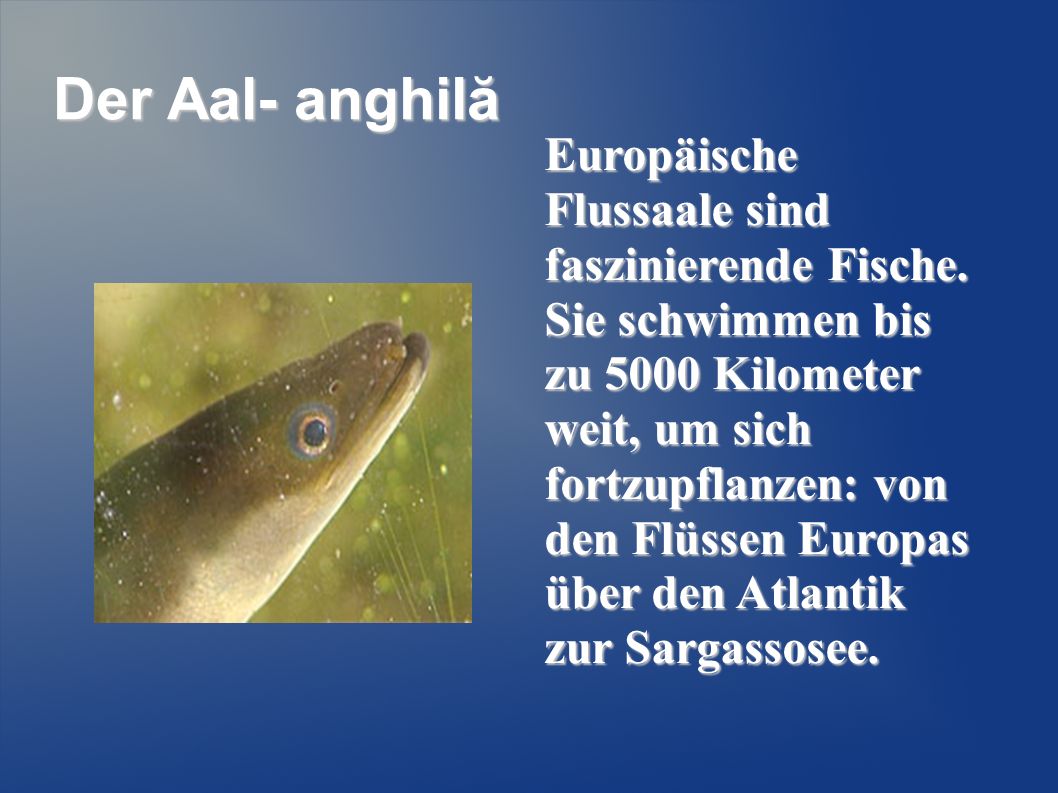 Der Aal- anghilă