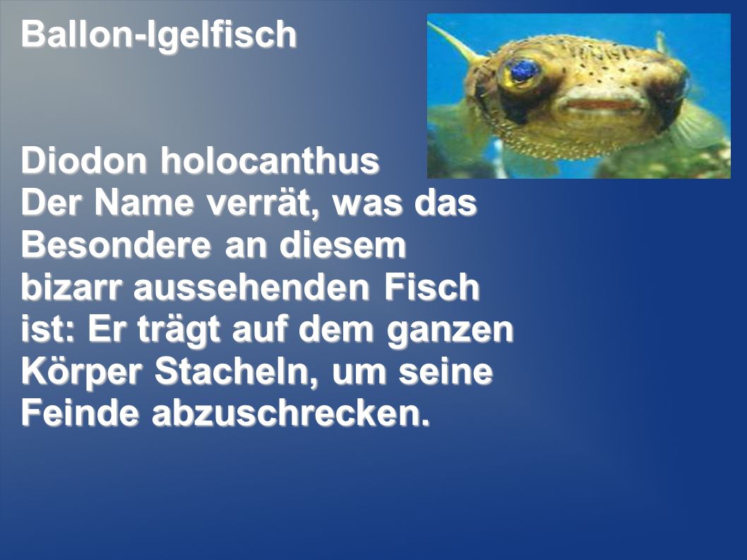 Ballon-Igelfisch Diodon holocanthus.