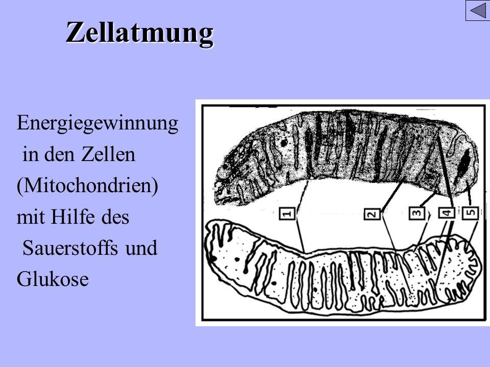 Zellatmung Energiegewinnung in den Zellen (Mitochondrien) mit Hilfe des Sauerstoffs und Glukose